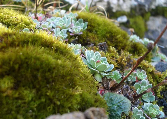 Ball Benas Edificio Mirador